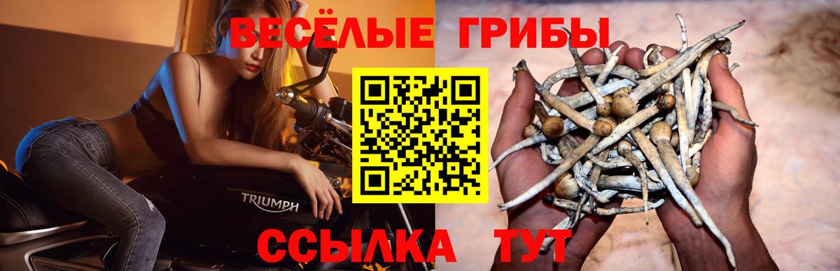 Галлюциногенные грибы Cubensis Кимовск